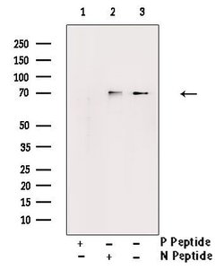 Invitrogen Phospho-Ezrin (Tyr478) Polyclonal Antibody 100 &mu;L; Unconjugated:Antibodies,
