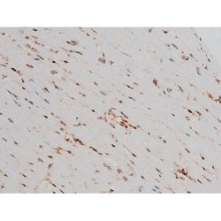 Invitrogen Phospho-ATF2 (Thr69, Thr51) Polyclonal Antibody 100 &mu;L; Unconjugated:Antibodies,