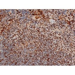 Invitrogen Phospho-ATF2 (Thr69, Thr51) Polyclonal Antibody 100 &mu;L; Unconjugated:Antibodies,