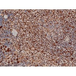Invitrogen Phospho-ATF2 (Thr69, Thr51) Polyclonal Antibody 100 &mu;L; Unconjugated:Antibodies,