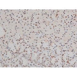 Invitrogen Phospho-ATF2 (Thr69, Thr51) Polyclonal Antibody 100 &mu;L; Unconjugated:Antibodies,