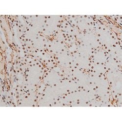 Invitrogen Phospho-ATF2 (Thr69, Thr51) Polyclonal Antibody 100 &mu;L; Unconjugated:Antibodies,