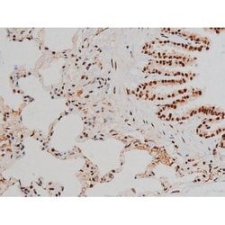 Invitrogen Phospho-ATF2 (Thr69, Thr51) Polyclonal Antibody 100 &mu;L; Unconjugated:Antibodies,