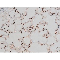 Invitrogen Phospho-ATF2 (Thr69, Thr51) Polyclonal Antibody 100 &mu;L; Unconjugated:Antibodies,