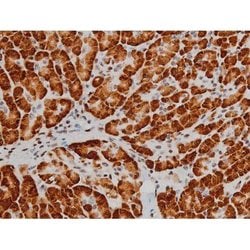 Invitrogen Phospho-ATF2 (Thr69, Thr51) Polyclonal Antibody 100 &mu;L; Unconjugated:Antibodies,