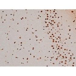 Invitrogen Phospho-ATF2 (Thr69, Thr51) Polyclonal Antibody 100 &mu;L; Unconjugated:Antibodies,