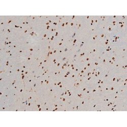 Invitrogen Phospho-ATF2 (Thr69, Thr51) Polyclonal Antibody 100 &mu;L; Unconjugated:Antibodies,