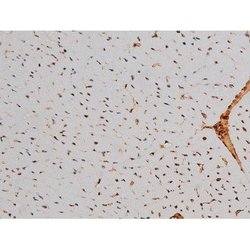 Invitrogen Phospho-ATF2 (Thr69, Thr51) Polyclonal Antibody 100 &mu;L; Unconjugated:Antibodies,