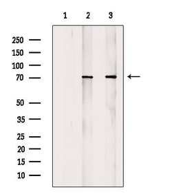 Invitrogen Phospho-ATF2 (Thr69, Thr51) Polyclonal Antibody 100 &mu;L; Unconjugated:Antibodies,