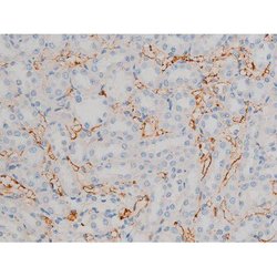 Invitrogen Phospho-ATF2 (Thr71, Thr53) Polyclonal Antibody 100 &mu;L; Unconjugated:Antibodies,