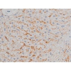 Invitrogen Phospho-ATF2 (Thr71, Thr53) Polyclonal Antibody 100 &mu;L; Unconjugated:Antibodies,