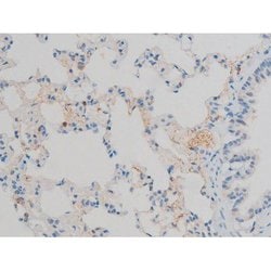 Invitrogen Phospho-ATF2 (Thr71, Thr53) Polyclonal Antibody 100 &mu;L; Unconjugated:Antibodies,