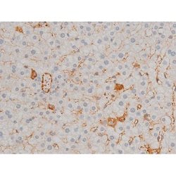 Invitrogen Phospho-ATF2 (Thr71, Thr53) Polyclonal Antibody 100 &mu;L; Unconjugated:Antibodies,
