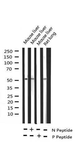 Invitrogen Phospho-ATF2 (Thr71, Thr53) Polyclonal Antibody 100 &mu;L; Unconjugated:Antibodies,