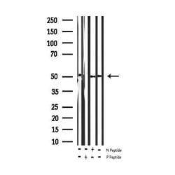 Invitrogen Phospho-ATF2 (Thr73, Thr55) Polyclonal Antibody 100 &mu;L; Unconjugated:Antibodies,