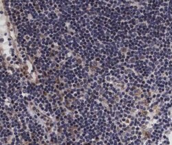 Invitrogen Phospho-VAV1 (Tyr174) Polyclonal Antibody 100 &mu;L; Unconjugated:Antibodies,