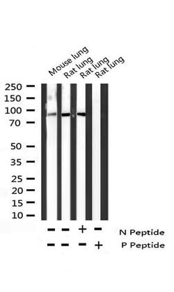 Invitrogen Phospho-VAV1 (Tyr174) Polyclonal Antibody 100 &mu;L; Unconjugated:Antibodies,