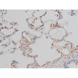 Invitrogen Phospho-CREB (Ser142) Polyclonal Antibody 100 &mu;L; Unconjugated:Antibodies,