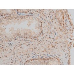 Invitrogen Phospho-CREB (Ser142) Polyclonal Antibody 100 &mu;L; Unconjugated:Antibodies,
