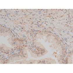 Invitrogen Phospho-CREB (Ser142) Polyclonal Antibody 100 &mu;L; Unconjugated:Antibodies,