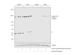 Invitrogen Phospho-CD31 (Tyr713) Polyclonal Antibody 100 μL; Unconjugated:Antibodies,
