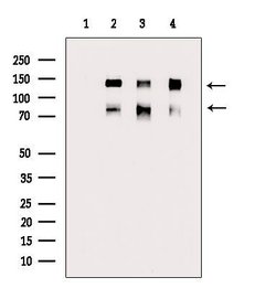 Invitrogen Phospho-CD31 (Tyr713) Polyclonal Antibody 100 μL; Unconjugated:Antibodies,