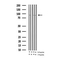 Invitrogen Phospho-PKC Pan (Thr497) Polyclonal Antibody 100 &mu;L; Unconjugated:Antibodies,