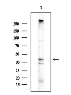 Invitrogen Phospho-Connexin 43 (Ser368) Polyclonal Antibody 100 &mu;L;