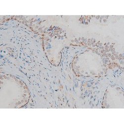 Invitrogen Phospho-Connexin 43 (Ser368) Polyclonal Antibody 100 &mu;L;