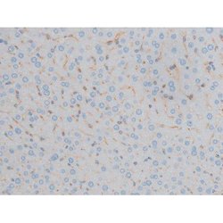 Invitrogen Phospho-Connexin 43 (Ser368) Polyclonal Antibody 100 &mu;L;