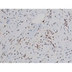 Invitrogen Phospho-JunD (Ser255) Polyclonal Antibody 100 &mu;L; Unconjugated:Antibodies,