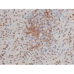 Invitrogen Phospho-JunD (Ser255) Polyclonal Antibody 100 &mu;L; Unconjugated:Antibodies,