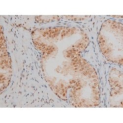 Invitrogen Phospho-JunD (Ser255) Polyclonal Antibody 100 &mu;L; Unconjugated:Antibodies,