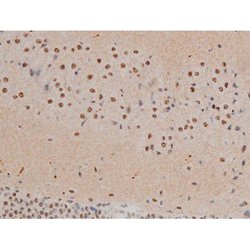 Invitrogen Phospho-JunD (Ser255) Polyclonal Antibody 100 &mu;L; Unconjugated:Antibodies,
