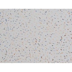 Invitrogen Phospho-JunD (Ser255) Polyclonal Antibody 100 &mu;L; Unconjugated:Antibodies,