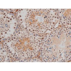 Invitrogen Phospho-JunD (Ser255) Polyclonal Antibody 100 &mu;L; Unconjugated:Antibodies,