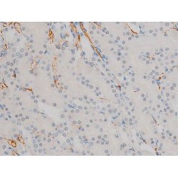 Invitrogen Phospho-JunD (Ser255) Polyclonal Antibody 100 &mu;L; Unconjugated:Antibodies,