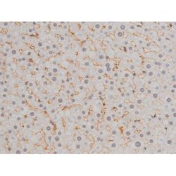 Invitrogen Phospho-JunD (Ser255) Polyclonal Antibody 100 &mu;L; Unconjugated:Antibodies,