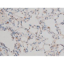 Invitrogen Phospho-JunD (Ser255) Polyclonal Antibody 100 &mu;L; Unconjugated:Antibodies,