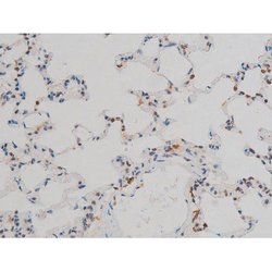Invitrogen Phospho-JunD (Ser255) Polyclonal Antibody 100 &mu;L; Unconjugated:Antibodies,