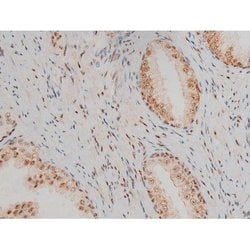 Invitrogen Phospho-JunD (Ser255) Polyclonal Antibody 100 &mu;L; Unconjugated:Antibodies,