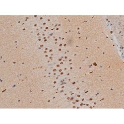 Invitrogen Phospho-JunD (Ser255) Polyclonal Antibody 100 &mu;L; Unconjugated:Antibodies,