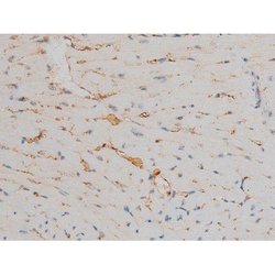 Invitrogen Phospho-JunD (Ser255) Polyclonal Antibody 100 &mu;L; Unconjugated:Antibodies,