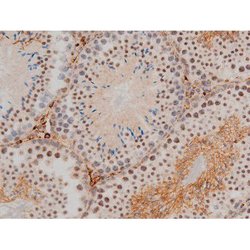Invitrogen Phospho-JunD (Ser255) Polyclonal Antibody 100 &mu;L; Unconjugated:Antibodies,