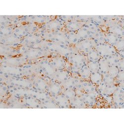 Invitrogen Phospho-JunD (Ser255) Polyclonal Antibody 100 &mu;L; Unconjugated:Antibodies,
