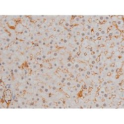 Invitrogen Phospho-JunD (Ser255) Polyclonal Antibody 100 &mu;L; Unconjugated:Antibodies,