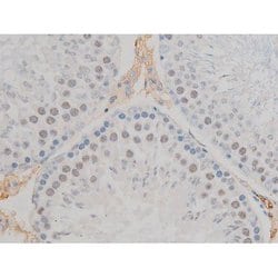 Invitrogen Phospho-JunD (Ser255) Polyclonal Antibody 100 &mu;L; Unconjugated:Antibodies,