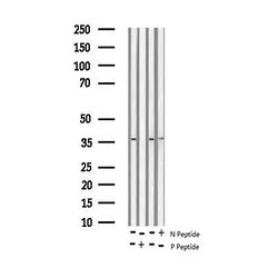 Invitrogen Phospho-JunD (Ser255) Polyclonal Antibody 100 &mu;L; Unconjugated:Antibodies,