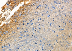 Phospho-Synapsin 1 (Ser9) Polyclonal Antibody:Antibodies, Polyclonal