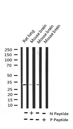 Invitrogen Phospho-C/EBP beta (Thr235, Thr188) Polyclonal Antibody 100